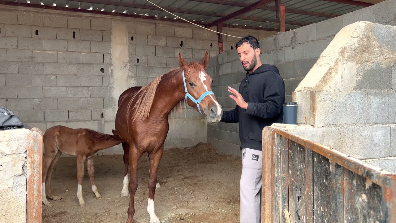 مشكلة رفض الفرس إرضاع المهر ( الحلول المناسبة )