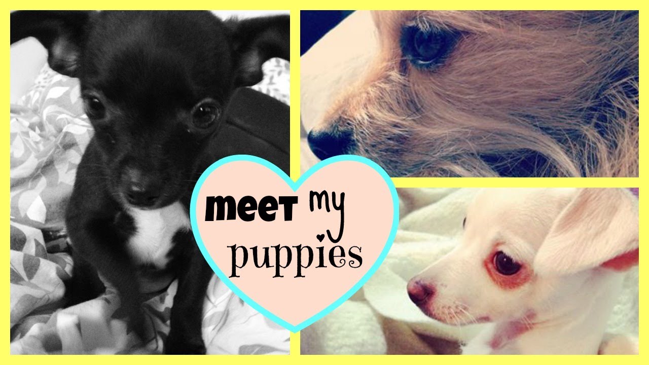 ♡Meet My PUPPIES!♡ | Chihuahuas, Favorite Food, Treats + More! - YouTube