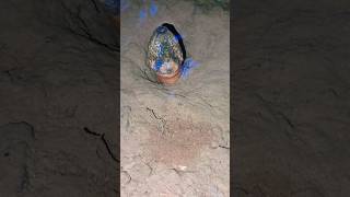 Download Lagu merinding tiba tiba nonggol kepalanya ngerii #eelcatch #belut #vidioshorts #berandayoutube #ngerii MP3