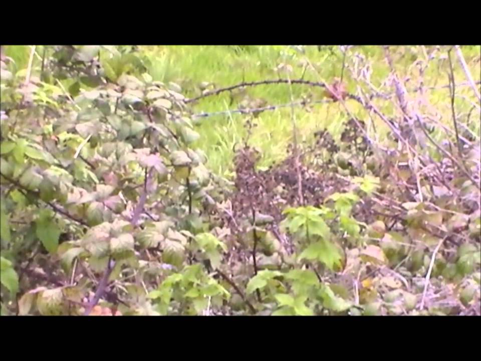 Dusky Warbler calling - Dorset 