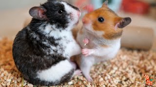 Basic care of the Syrian Hamster (Mesocricetus auratus)