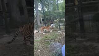 A woman climbs into the tiger enclosure at a South Jersey zoo