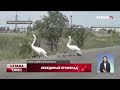 Пара лебедей с птенцами остановила автомобильное движение вблизи Шахтинска