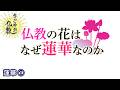 仏教と蓮華の関係《蓮華》①とは【なごやか仏教446】