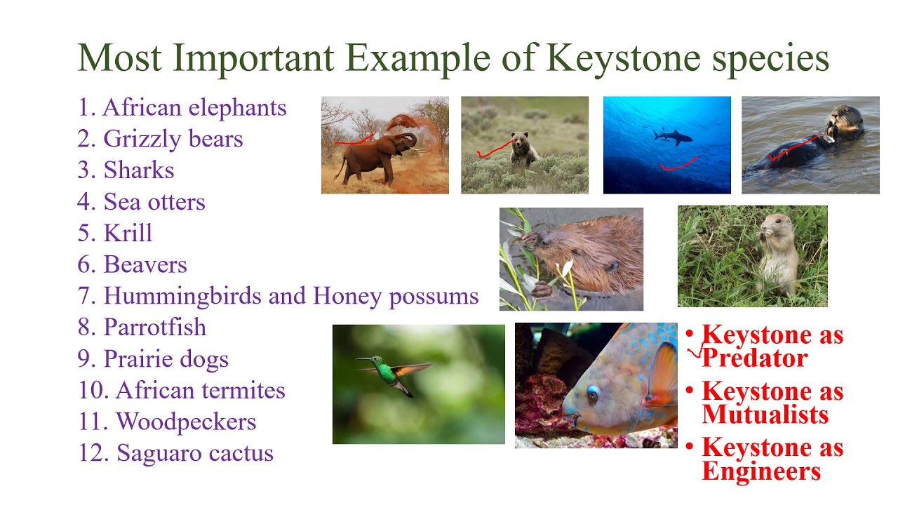 Keystone Species: Definition, types and significance 