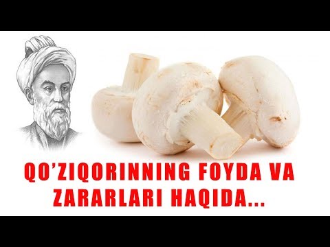 Video: Oq qo'ziqorin qo'ziqorinining xavfi nimada?