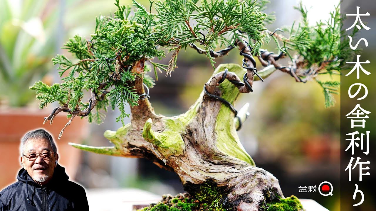 Как вырезать фигурку из толстого и небольшого можжевельника [Вопросы по бонсай]