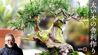 How to carve a thick and small juniper tree [Bonsai Q]
