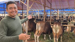17 Juta 🔥Grosir Sapi Bali Murah Jakarta, Full 1 kandang spek Ekonomis DKM | Blisapi Pondok Kopi