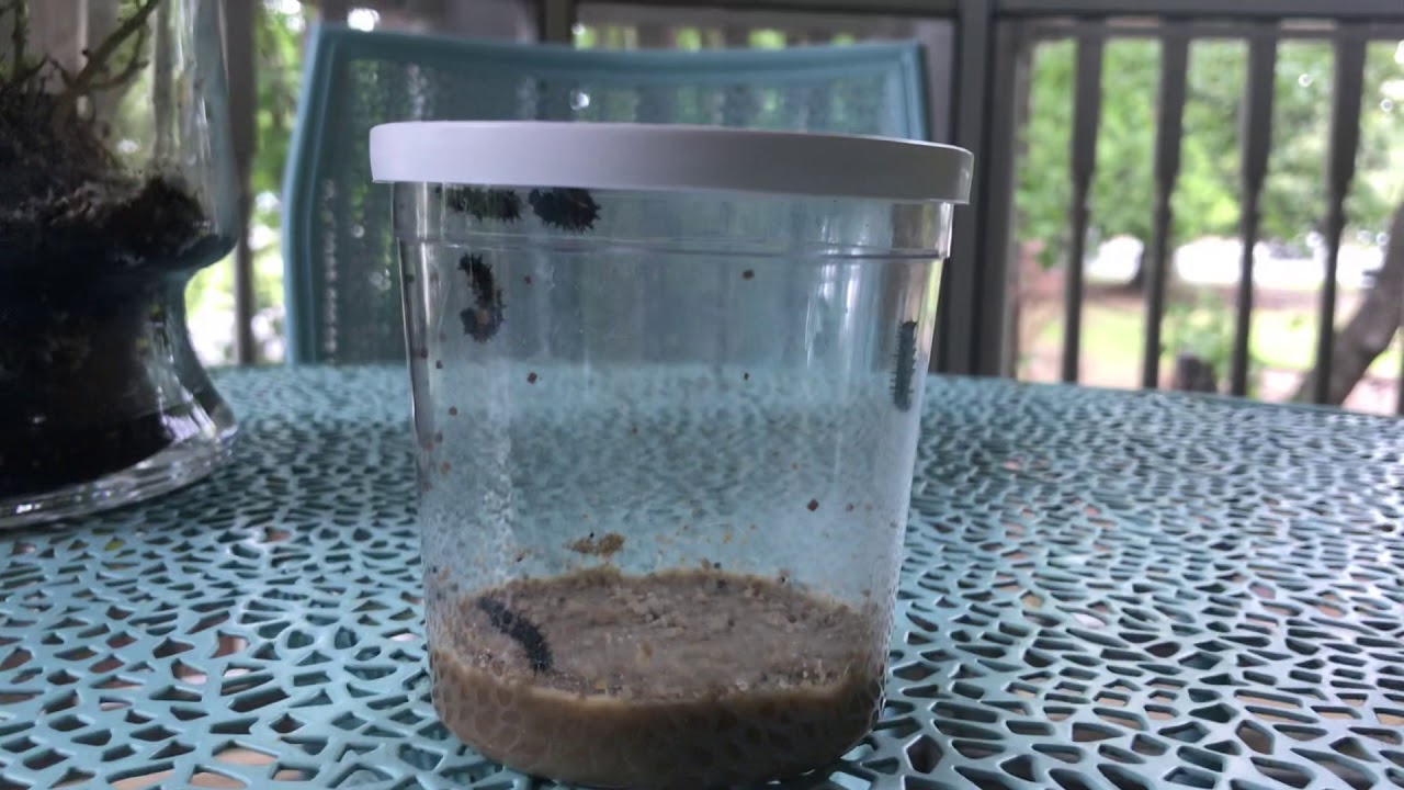 Caterpillars YouTube