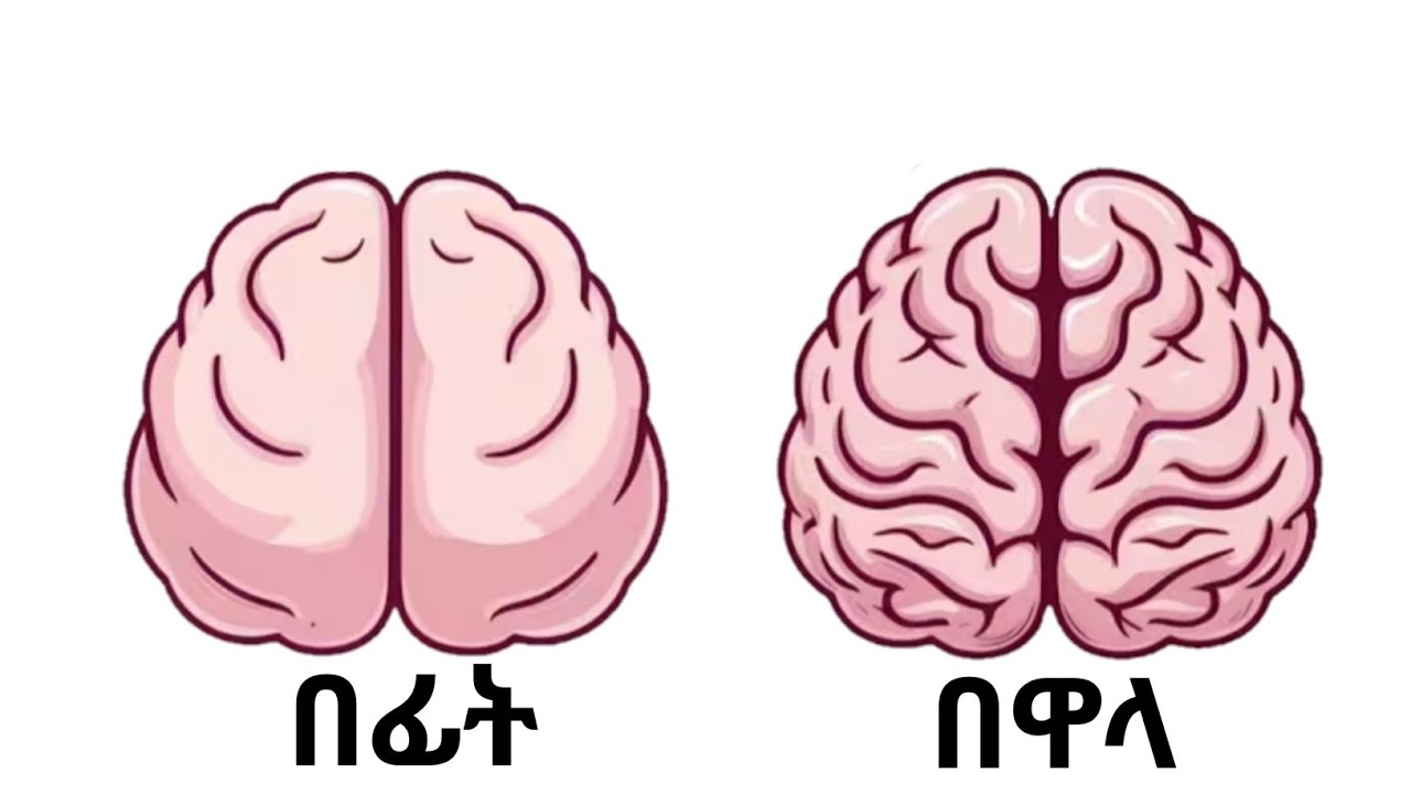 7 ቀላል ልምምዶች : የአእምሮን ኃይልና ትኩረት ለመጨመር/ 