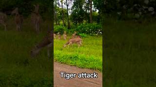 Tiger attack bandhavgarh madhya pradesh #wildlife #wildanimals #assamtezpur #tiger