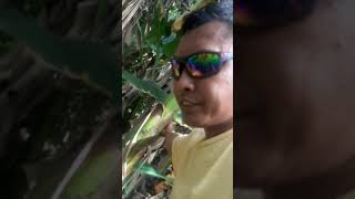 Honeybee Hunter Bigo Sa Pupuntahan