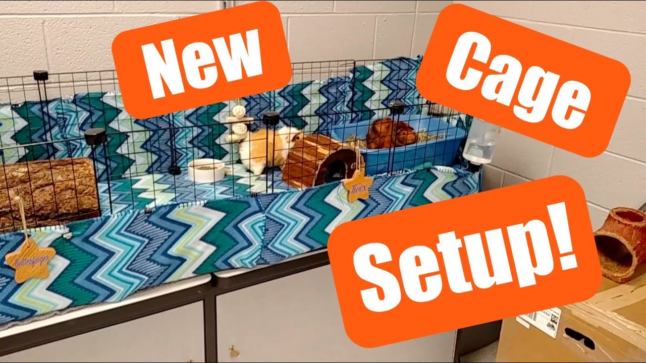 New Setup for the Guinea Pig Cages YouTube