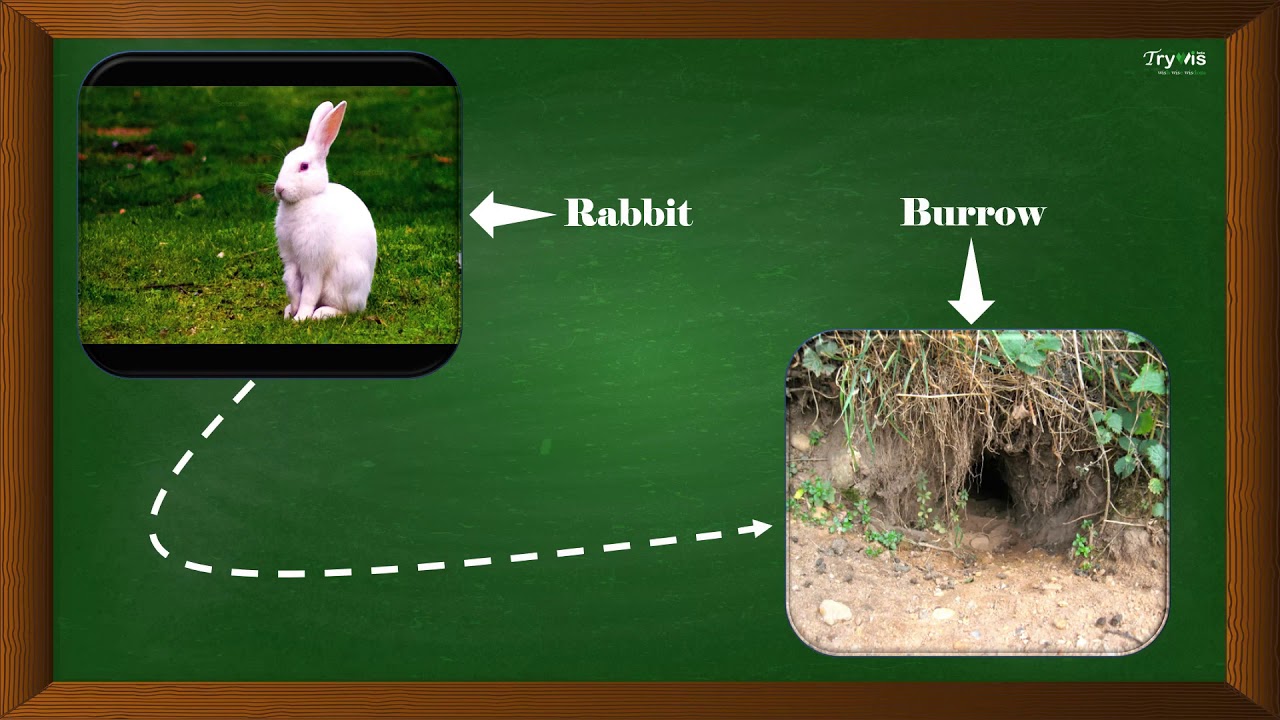 Animals And Their Homes - YouTube