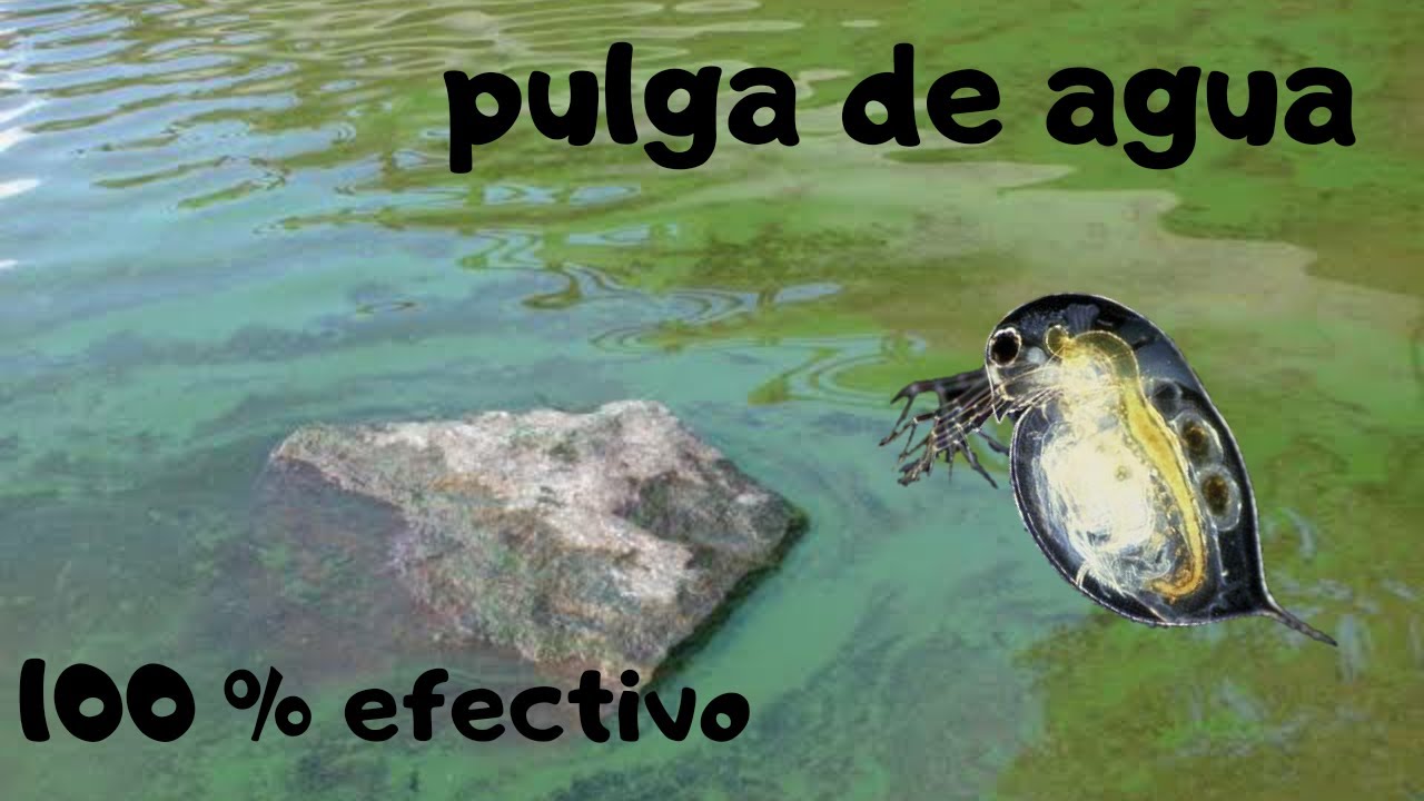 TUTORIAL como iniciar un cultivo de pulga de agua (DAPHNIA) / 100% EFECTIVO