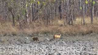 Northern red muntjac, Cambodia. 20150218_083143.m2ts