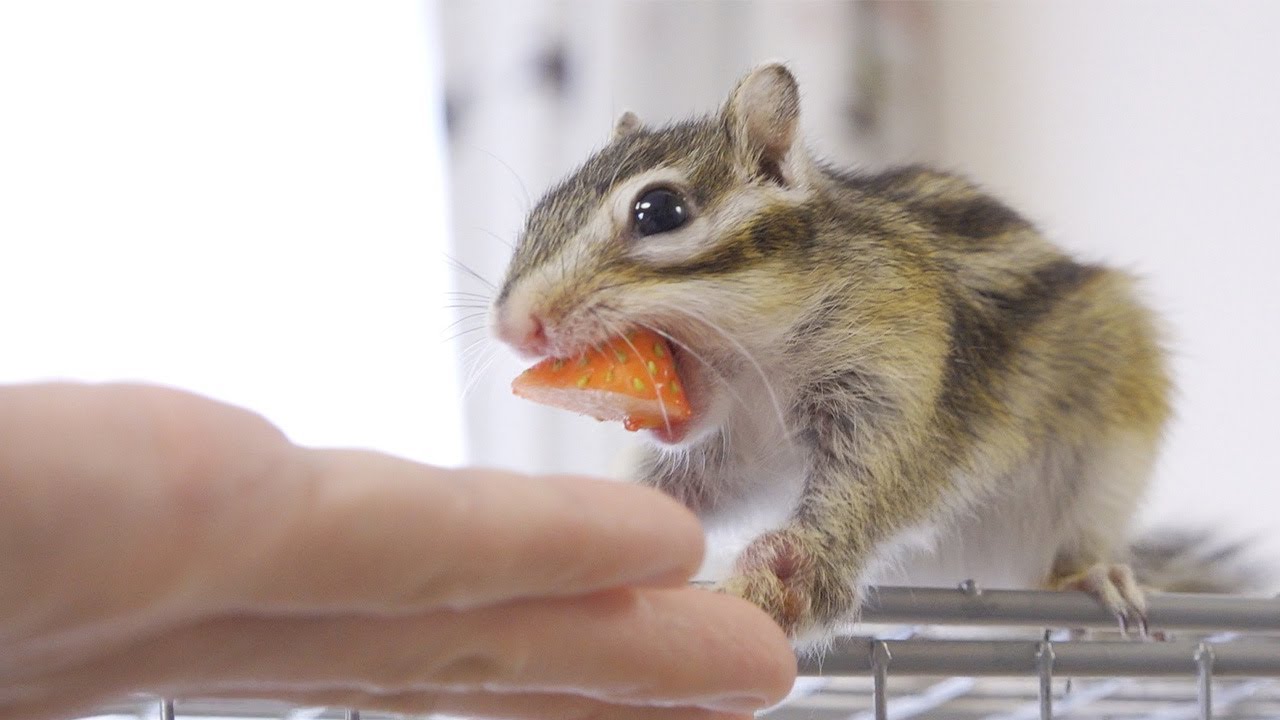 左手は添えるだけ】右手で器用にいちごを回して食べるシマリス - YouTube