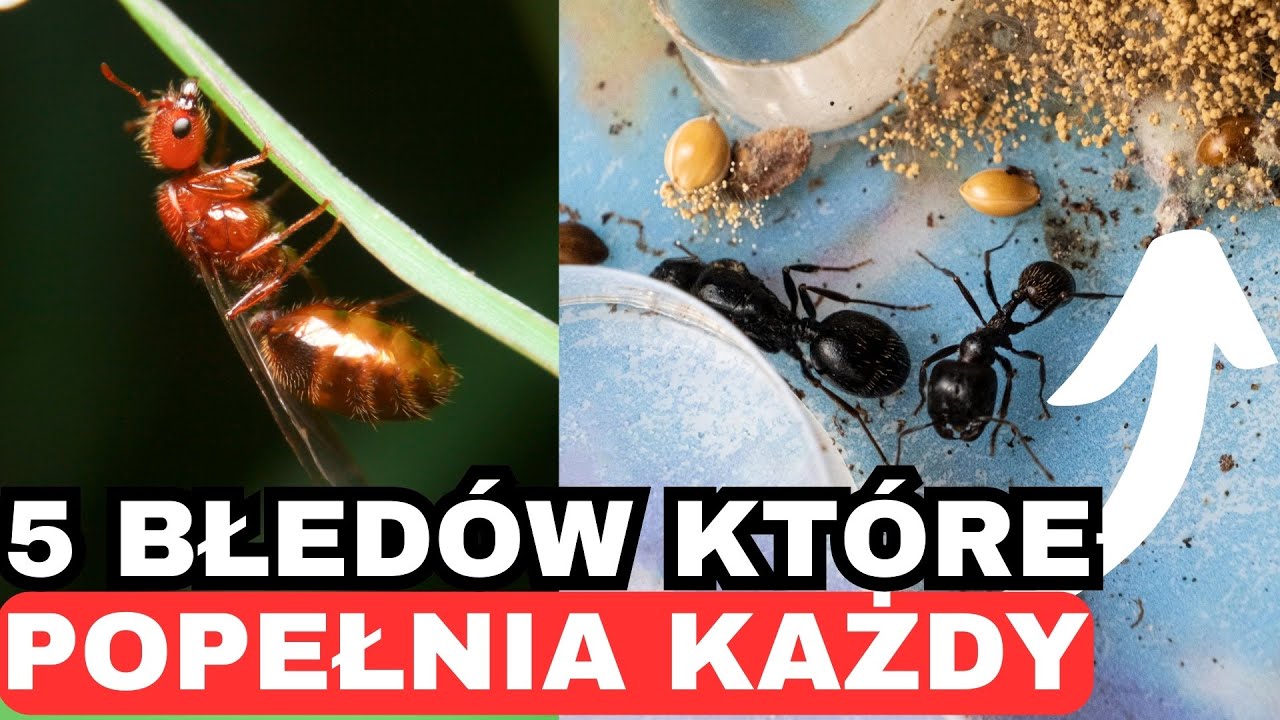 5 błędów, które mogą ZABIĆ twoją kolonię mrówek