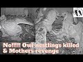 Raw footage barn owls unbelievable assault killing nestlings and their mothers vengeance