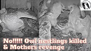 Raw Footage: Barn Owl's Unbelievable Assault Killing Nestlings and Their Mother's Vengeance