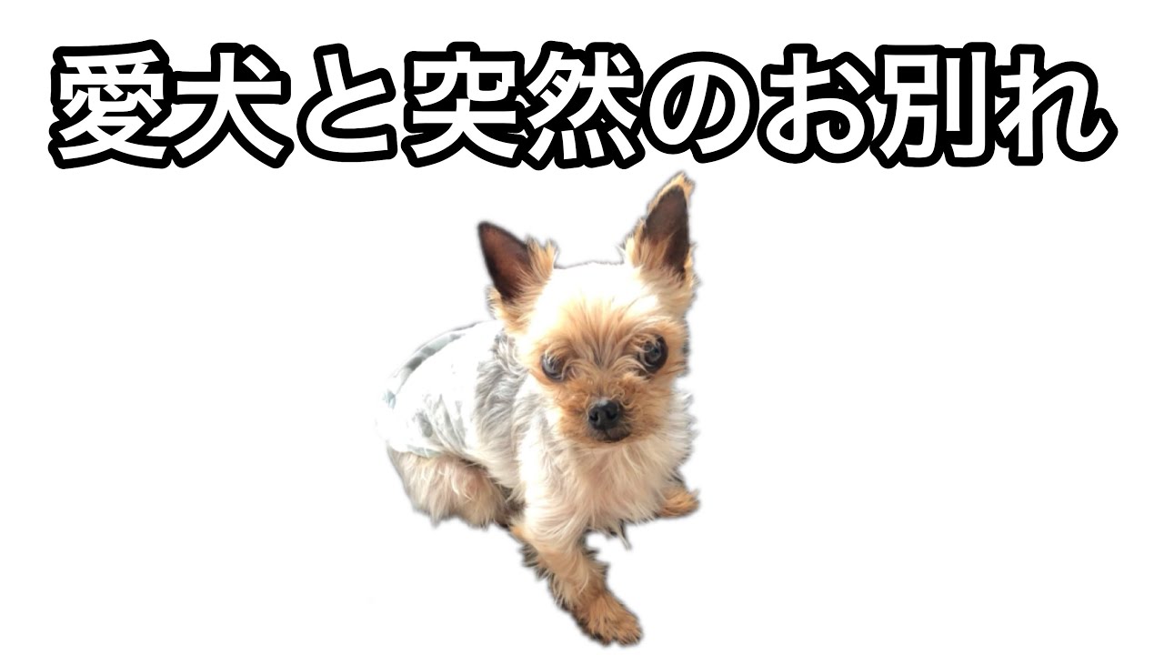愛犬と突然のお別れ