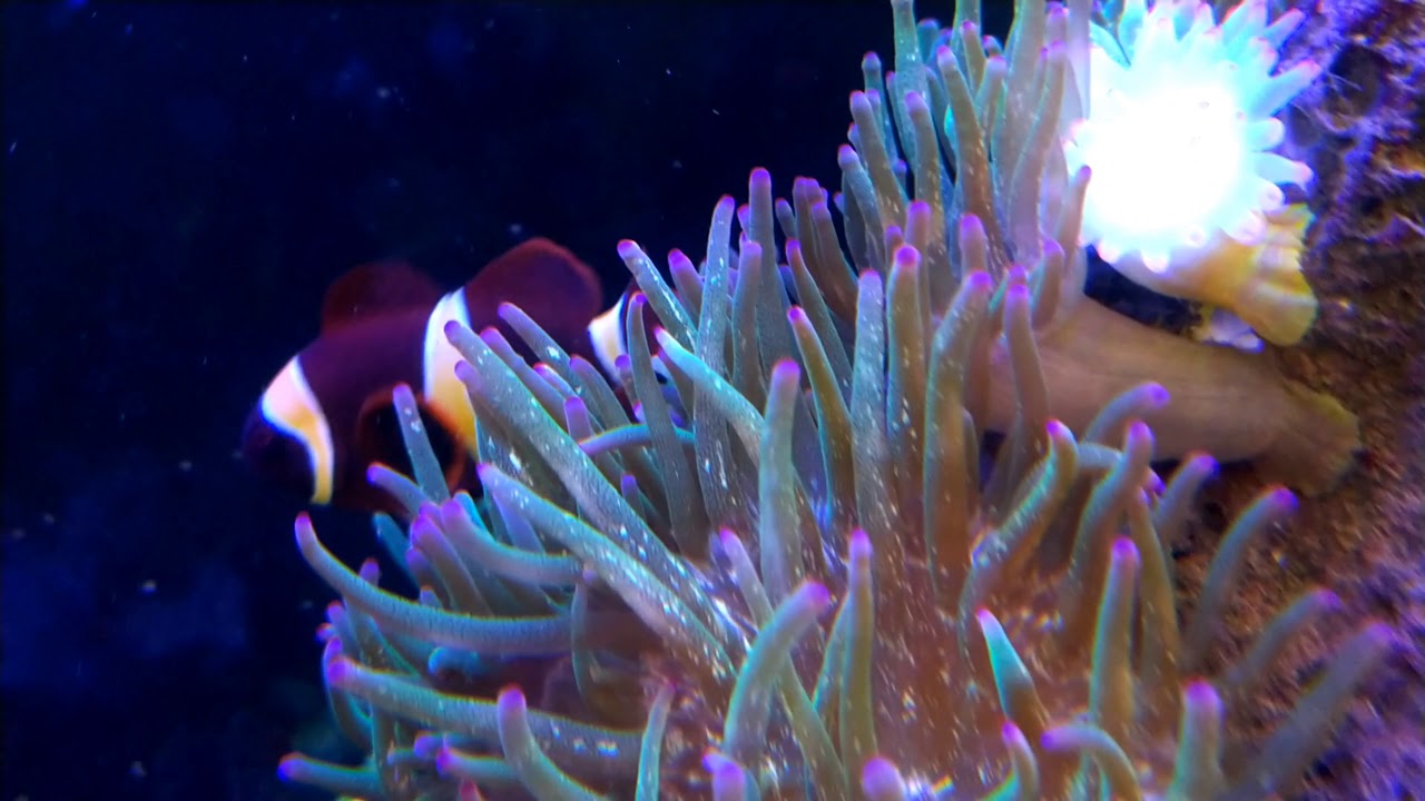 Gold Bar Maroon Clownfish hosting an Anemone rock - YouTube