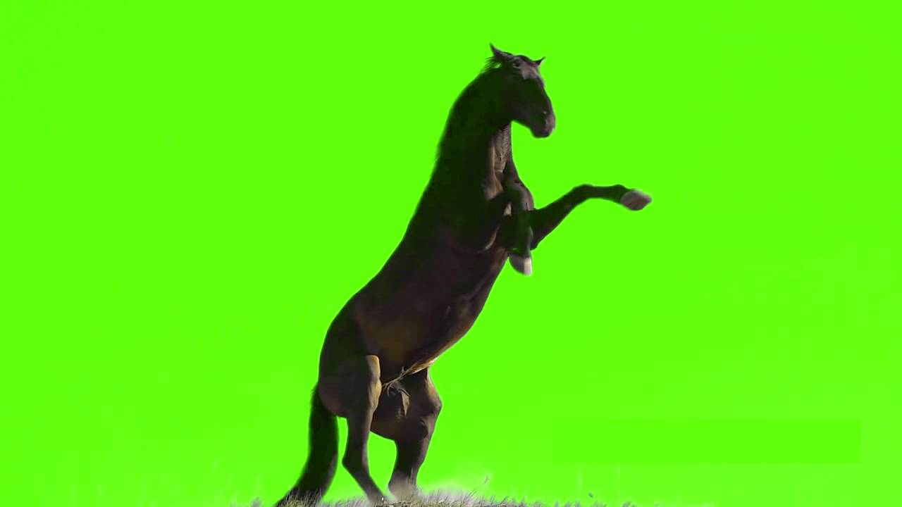 standing horse green screen 2016 YouTube