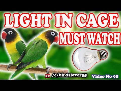 Video: Lustra Ar Putniem (28 Fotoattēli): Iespējas Modeļiem Ar Putniem Būrī Interjerā