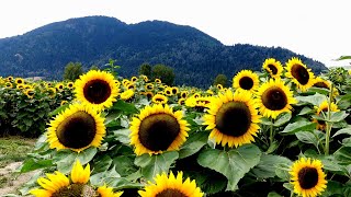 Sunflower Valley | Bird Ambience for Relaxation and Focus screenshot 3