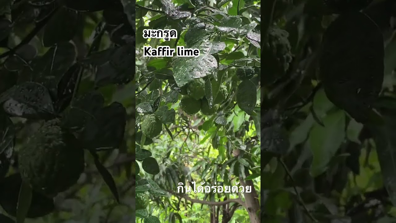 #kaffir #lime #มะกรูด #ผักสวนครัว #ออแกนิก #ออแกนิค #กินได้อร่อยด้วย #thailand