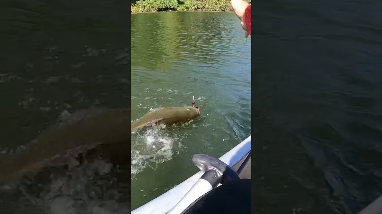 It’s a freakin Bass!! 