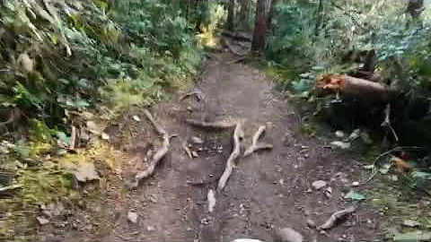 Honda Monkey Gnarly Climb