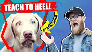 How To Get Your WEIMARANER To WALK TO HEEL by Fenrir Weimaraner Show 7,527 views 3 years ago 10 minutes, 9 seconds