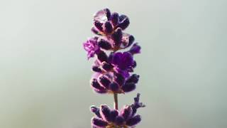 Nieuwe Air Wick Essential Mist