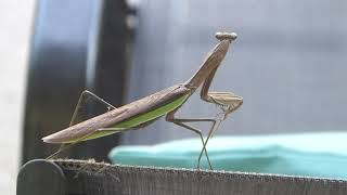 Praying Mantis by William S 94 views 7 months ago 2 minutes, 44 seconds