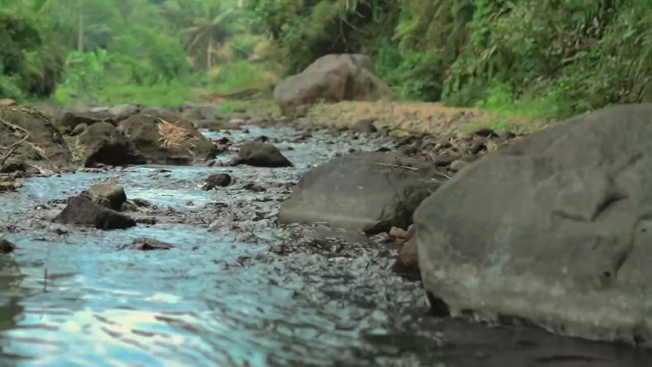 Forest Ambience | Birds Chirping for Peaceful Sleep