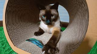 10 Minute Cat Calm | Feather Play, Catnip Playtime (Soft Lofi Background) screenshot 1