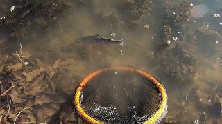 Missouri Stocked Trout Lakes. Legion Lake Perryville, Mo. This place is loaded with rainbow trout.