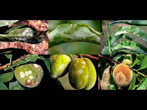 فيديو: هل مرضي من شجرة الخوخ - يعالج أمراض شجرة الخوخ الشائعة