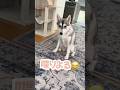姉に怒られたのを根に持ってる赤ちゃんハスキー #シベリアンハスキー #ハスキー #ハスキー犬