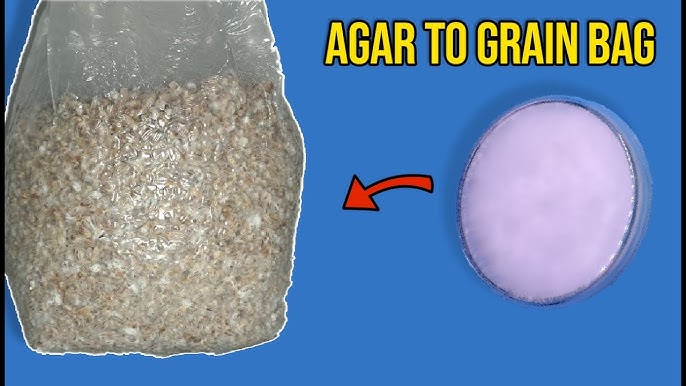 Agar sizning eringiz mushuk yalagan bolsa