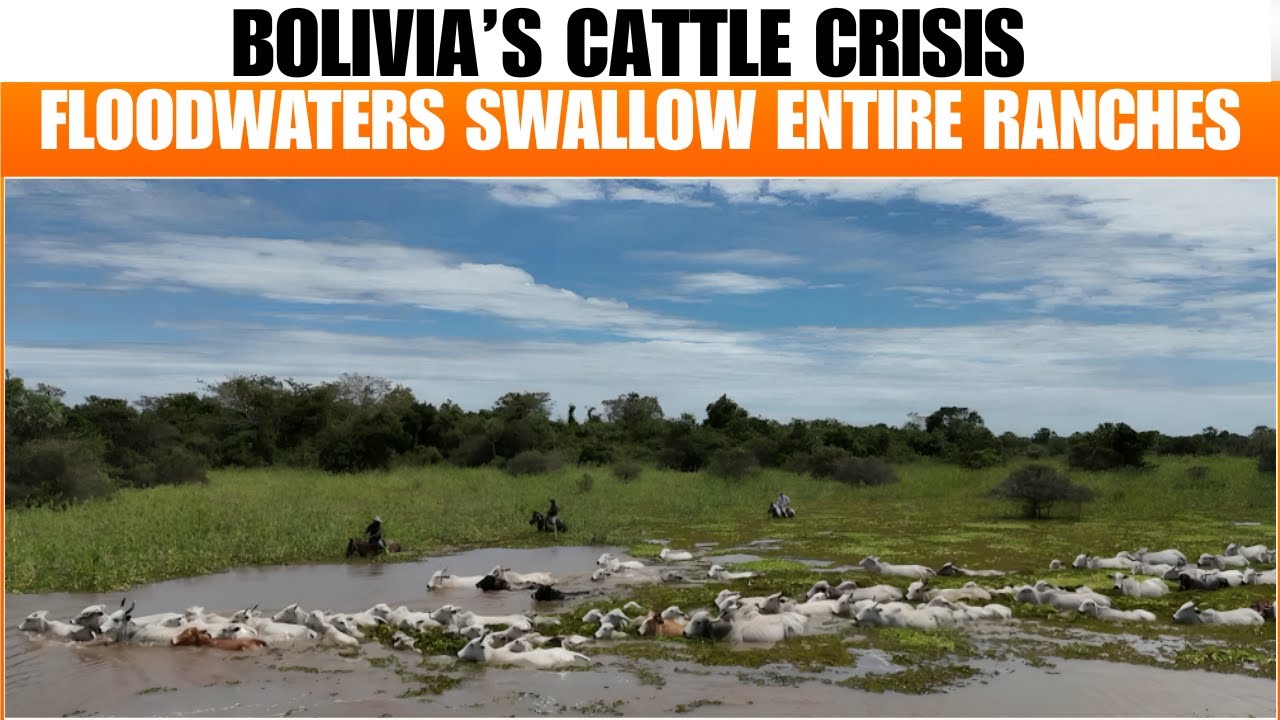 Bolivia Flood Crisis: Ranchers Battle to Save Cattle as Rising Waters ...