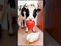 Marvelous Dancing Polish Cow funny DUCK cow dance Cow Song Videos cow farm giant strawberry asmr