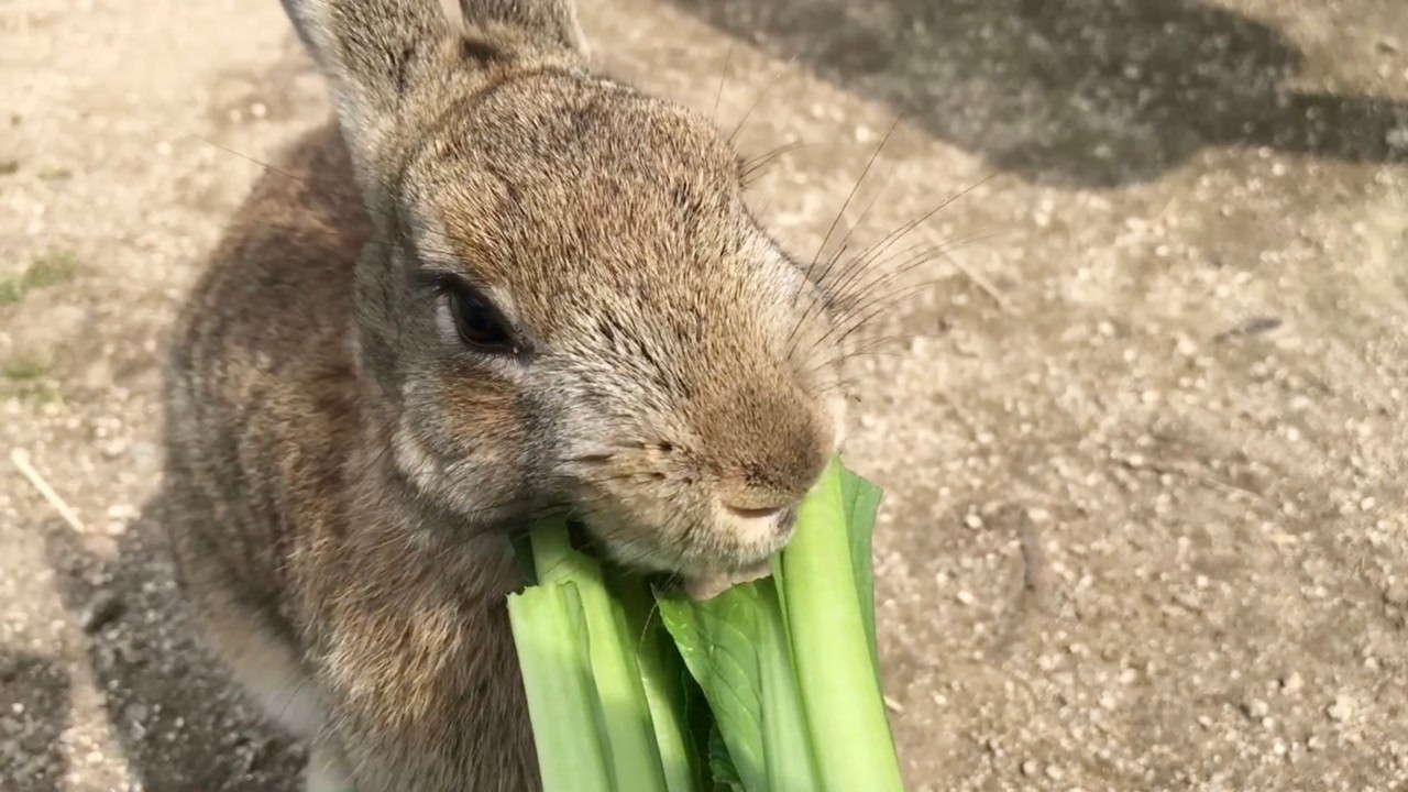Is anyone interested in a job delivering food to cute bunnies