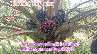 urutan pemupukan kelapa sawit biar buah besar dan berbuah banyak