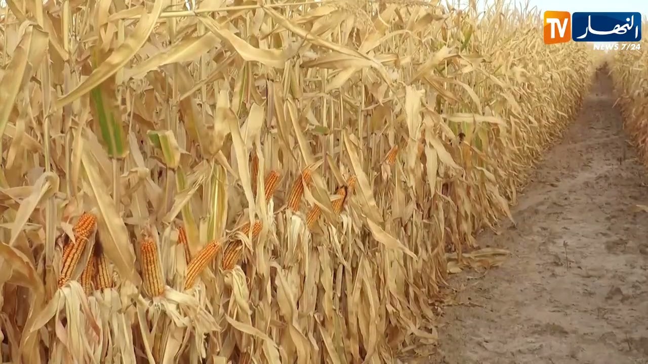 ورقلة: إنتاج الذرة بمنطقة قاسي الطويل..تجربة ناجحة رغم نقص الإمكانيات