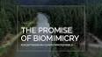 The Fascinating World of Biomimicry: Nature's Genius in Engineering ile ilgili video