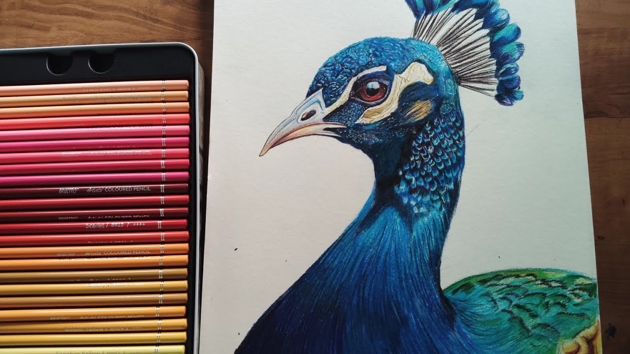 Drawing Realistic Peacock using brustro colour pencils