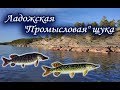 Ладожский промысел. Щука. Русская Рыбалка.